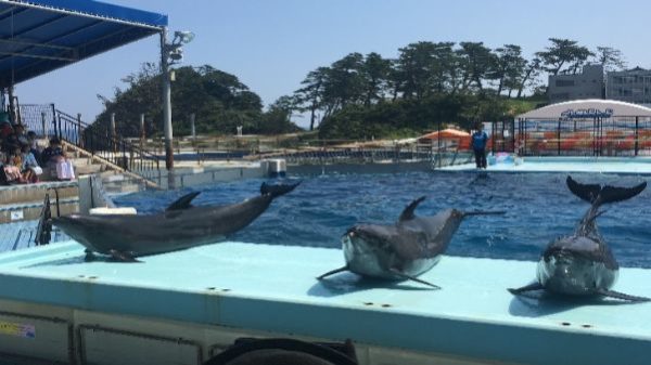 松島水族館のイルカ