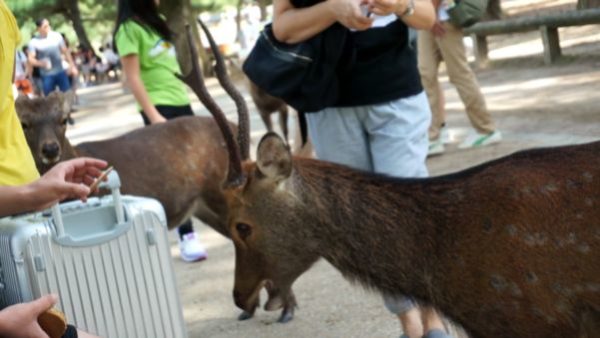 シカのお辞儀は威嚇 鹿せんべいの上手なあげ方と知られざる鹿の雑学を紹介 エムフィル